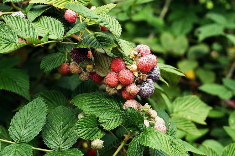 Voici votre allié fertilité & grossesse : La feuille de framboisier